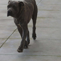 Cane corso originale
