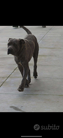 Cane corso originale