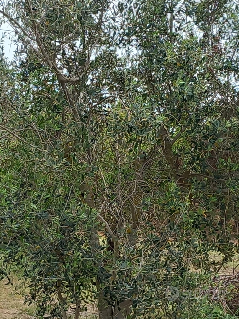 Terreno agricolo - Vista 4