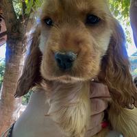 Cocker spaniel inglese cucciola disponibile