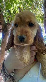 Cocker spaniel inglese cucciola disponibile