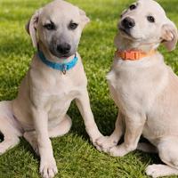 ADOTTA CUCCIOLI DOLCI (Meticci)