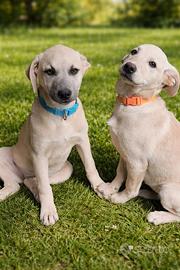 ADOTTA CUCCIOLI DOLCI (Meticci)