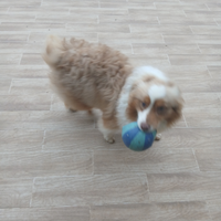 Jack russel e pastore australiano