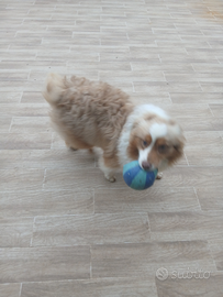 Jack russel e pastore australiano