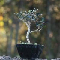 Bonsai Olivastro 