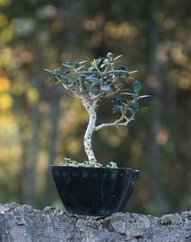 Bonsai Olivastro 