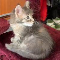 Femminuccia Maine Coon Blue-Tabby