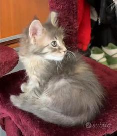 Femminuccia Maine Coon Blue-Tabby