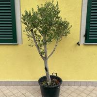Ulivo ornamentale