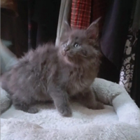 Maine Coon Blue Smoke Pedigree