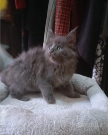 Maine Coon Blue Smoke Pedigree