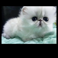 Strepitosi gatti delle nevi