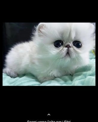 Strepitosi gatti delle nevi