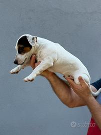 Vendita Jack Russell