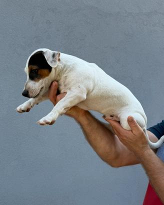 Vendita Jack Russell