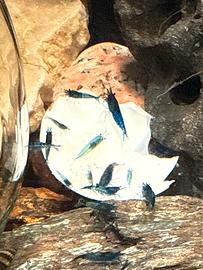 Neocaridine azzurre