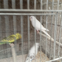 Disponibile x esubero