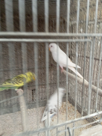 Disponibile x esubero