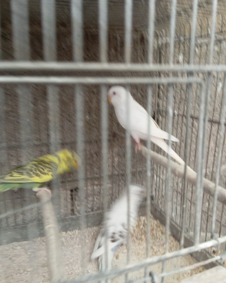 Disponibile x esubero