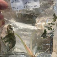 piante rare in TC tessue colture