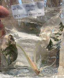 piante rare in TC tessue colture