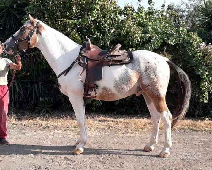 Paint Horse Animali In vendita a Roma