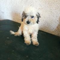 Barboncino cucciolo toy