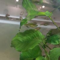 Acquario 100 litri con pesci guppy