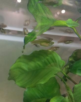 Acquario 100 litri con pesci guppy