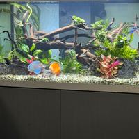 Acquario Askoll Opera 150