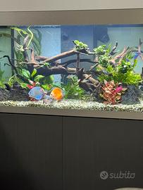 Acquario Askoll Opera 150