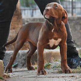 Cucciole di American Bully XL