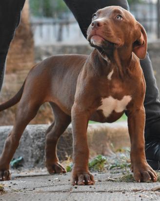 Cucciole di American Bully XL