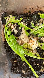 Lumaca gigante africana baby