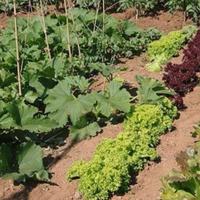 Lotti agricoli per orto a Chiaravalle