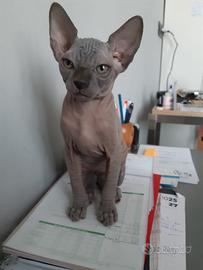 Cucciola di sphynx