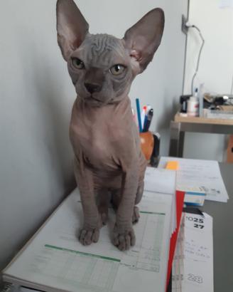 Cucciola di sphynx