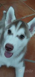 Vedo cuccioli di husky