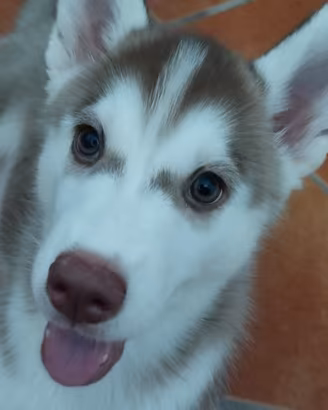 Vedo cuccioli di husky