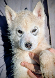 Cuccioli di siberian husky