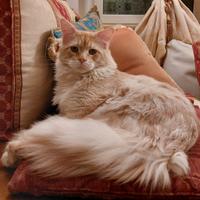 Maine Coon XL maschio: Konan