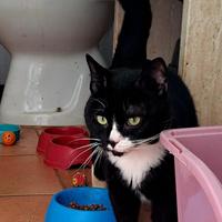 Lucio ha solo 10 gg per trovare una famiglia