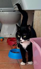 Lucio ha solo 10 gg per trovare una famiglia