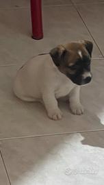 Cuccioli jack russel