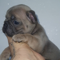 Bulldog francese blu esotico