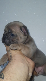 Bulldog francese blu esotico