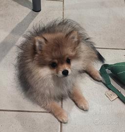 Volpino di Pomerania