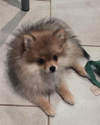 Volpino di Pomerania