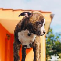 Amstaff cucciolo maschio